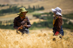 مطالبات گندم‌کاران تسویه شد