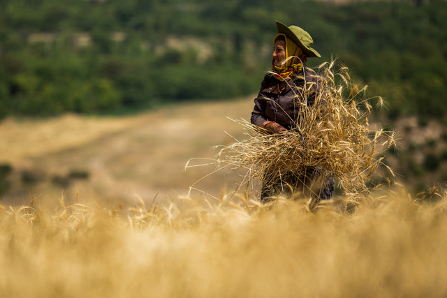 خودکفایی گندم به تنهایی کافی نیست خودکفایی گندم به تنهایی کافی نیست
