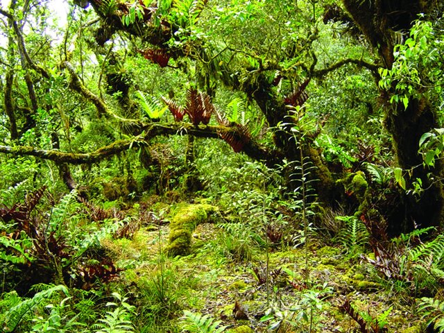 توافق تاریخی در کنفرانس تنوع زیستی سازمان ملل توافق تاریخی در کنفرانس تنوع زیستی سازمان ملل