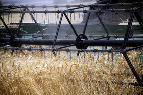 برداشت گندم در سمنان