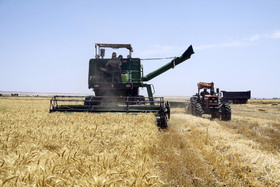 برداشت گندم در سمنان