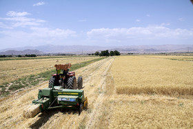 برداشت گندم در سمنان