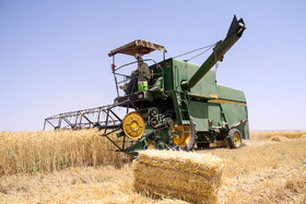برداشت گندم در سمنان