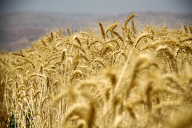 خودکفایی گندم حاصل زحمات کشاورزان است