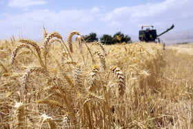 پیش بینی تولید ۱۱۷ هزار تن گندم در سمنان در سالجاری