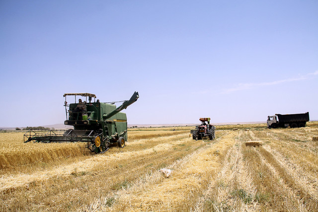 تولید بیش از ۱۳ میلیون تن گندم در برنامه ششم تولید بیش از ۱۳ میلیون تن گندم در برنامه ششم
