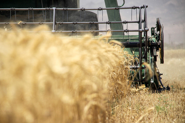 290 هزار تن گندم در سیلوهای لرستان موجود است برداشت گندم در سمنان