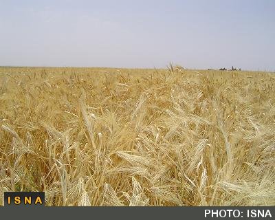 تولید 500 هزار تن گندم در لرستان