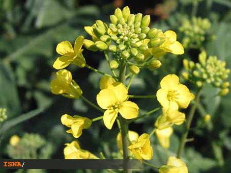 عکس از آرشیو ۶۸۶ هکتار از اراضی مستعد چناران و گلبهار به کشت کلزا اختصاص دارد