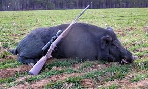 عکس تزئینی است همجواری با پناهگاه حیات وحش حیدری نیشابور؛ بلا یا غنای طبیعی