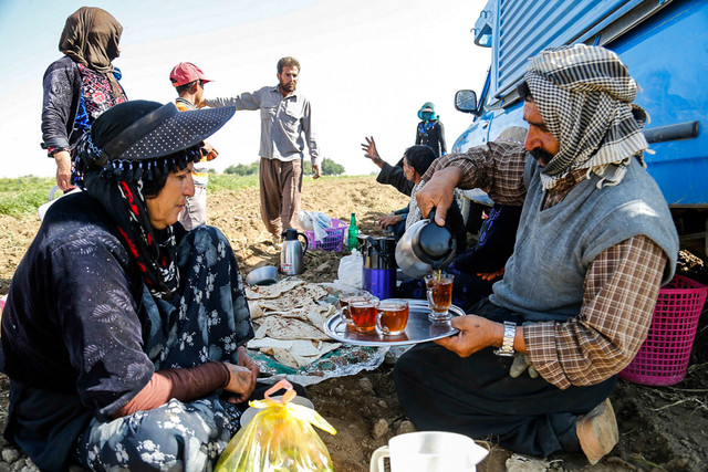 تکرار قصه پرغصه سیبزمینی کاران گلستانی