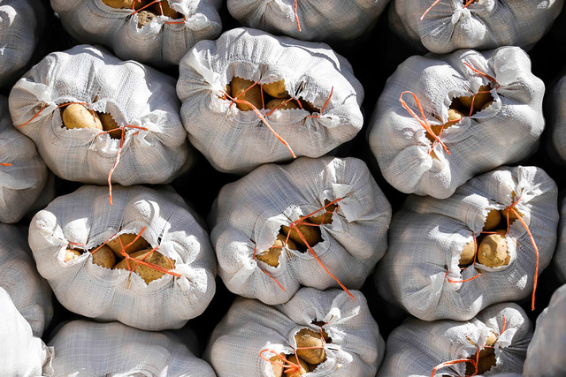 پیشبینی برداشت ۲۸۰ هزار تن سیبزمینی از مزارع بهار پیشبینی برداشت ۲۸۰ هزار تن سیبزمینی از مزارع بهار