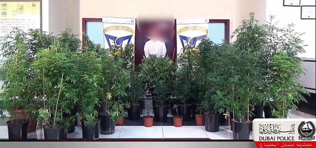 کشف مزرعه خانگی ماری جوانا در امارات کشف مزرعه خانگی ماری جوانا در امارات