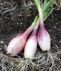 "ونایی" منبع اصلی رویش موسیر در‌ بروجرد‌