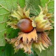 آغاز برداشت فندق از 1700 هکتار باغ در قزوین
