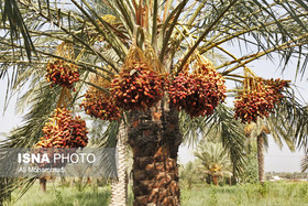 خرماپَزون در کوره خوزستان