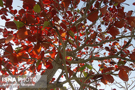 "گاروم زنگی" درخت هفت رنگ جنوب
