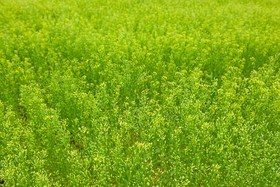 کاهش مصرف آب و خودکفایی در تولید روغن با «کاملینا» 
