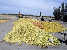 ضایعات محصولات کشاورزی ایران سالی ۵ میلیارد کیلوگرم!