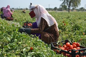 کشاورز هرمزگانی به دلیل بدهی‌ بانکی قدرت ریسک ندارد‌