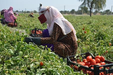 کشاورز هرمزگانی به دلیل بدهی‌ بانکی قدرت ریسک ندارد‌