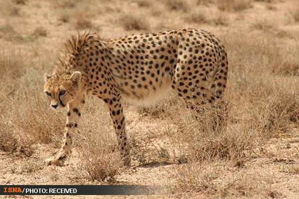 رویت پلنگ در ۷۵ درصد شهرستانهای خراسان رضوی 1 پایگاه خبری ججین پایگاه خبر ججین