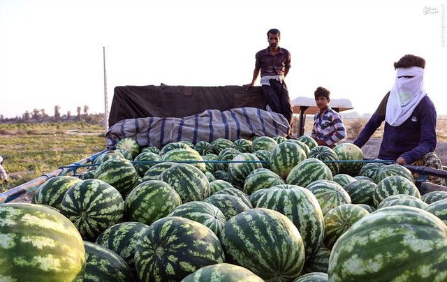 دهن کجی کامیون‌های پرآ‌ب‌بر‌ به تشنگی ساوه