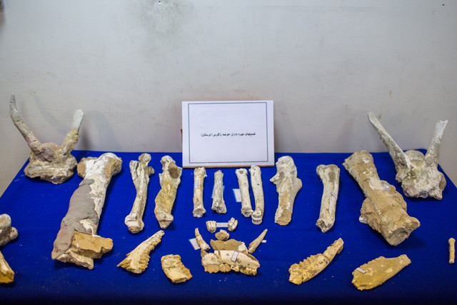 رونمایی از فسیل‌های هفت میلیون ساله لرستان