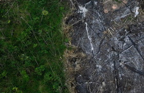 رکورد جدید جنگل‌زدایی در آمازون