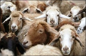 دستبند پلیس بر دستان سارقان ۸۰ رأس گوسفند