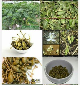 "هندوانه کوهی" گیاهی ناشناخته در طب