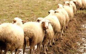 حاجی‌ها نگران تامین گوسفند قربانی نباشند + قیمت‌ها