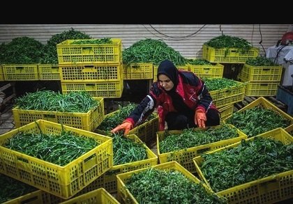 ایجاد 110 هزار شغل و شناسایی مشاغل جدید ایجاد 110 هزار شغل و شناسایی مشاغل جدید