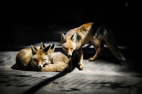 جای خالی آموزش در زمینه رفتار با گونه‌های وحشی