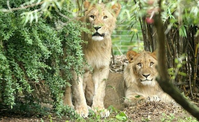 تلف شدن ۲ شیر بر اثر کرونا در باغ‌وحش ژاپن