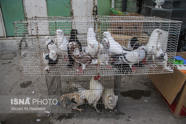 عکس از آرشیو افتتاح فاز اول مجتمع پرندهفروشان مشهد