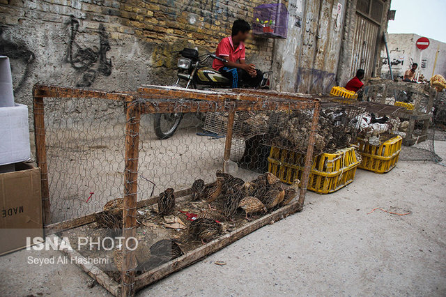  شیوع بالای ویروس‌های آنفلوانزا در پرندگان 