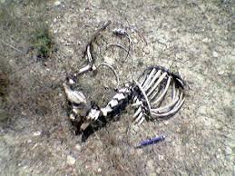 پرونده شکایت از راه و شهرسازی در مورد تخریب سایت فسیل نورآباد در جریان است
 پرونده شکایت از راه و شهرسازی در مورد تخریب سایت فسیل نورآباد در جریان است