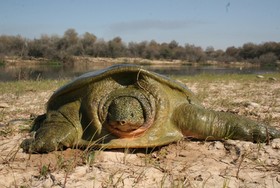 لاک‌پشت‌های ایران در معرض تهدید