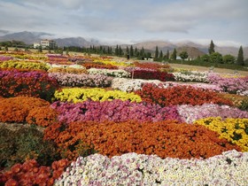 نمایش 600 گل داودی در باغ ملی گیاه‌شناسی