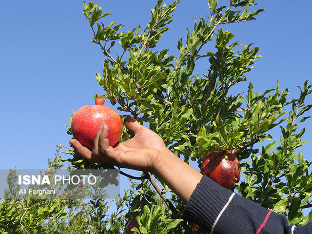 باغداران ساوجی به صبر دعوت شدند