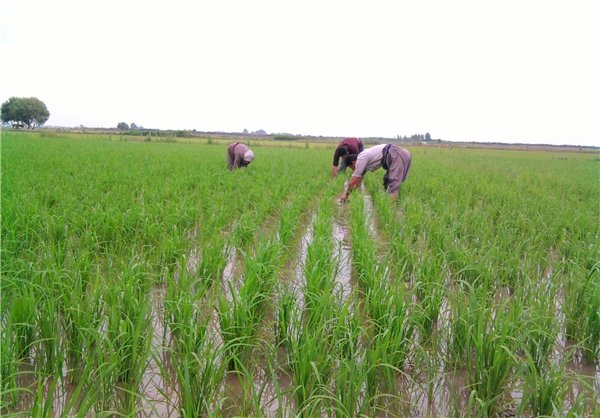 ۴محموله وارداتی برنج مرجوع شد/مزارع کشاورزی شناسنامه‌دار می‌شوند