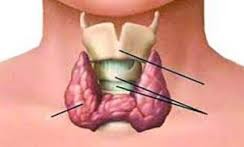 چند نکته درباره داروی موثر در کارکرد غده تیروئید