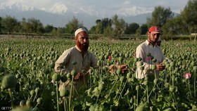 رشد تولید مواد مخدر در افغانستان / رشد کشفیات هروئین و مرفین