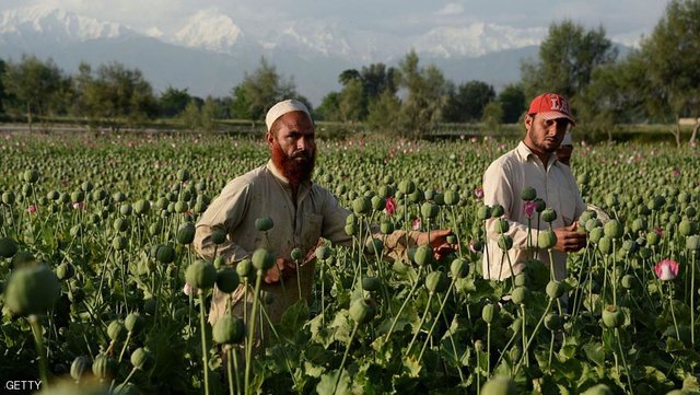 کشت خشخاش در افغانستان کشت خشخاش در افغانستان ۹۵ درصد کاهش یافت