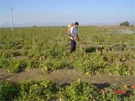 تعداد هنرآموزان هنرستان‌ها تناسبی با نیاز بخش کشاورزی ندارد