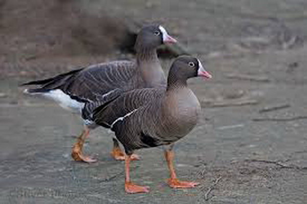  سرشماری ۱۵۶ گونه پرنده آبزی و کنارآبزی در ایران