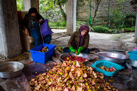 پخت ترشی انار در روستای بالاجاده - گرگان