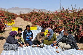 برداشت زرشک روستای مهموئی - بیرجند