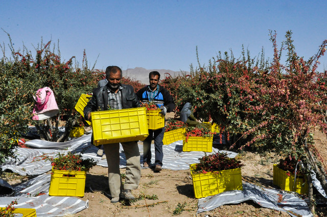 تسهیلات اشتغال صندوق توسعه ملی به بخش غیردولتی اختصاص می‌یابد